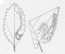 Image of Stigmella ostryaefoliella (Clemens 1861) Wilkinson et al. 1979