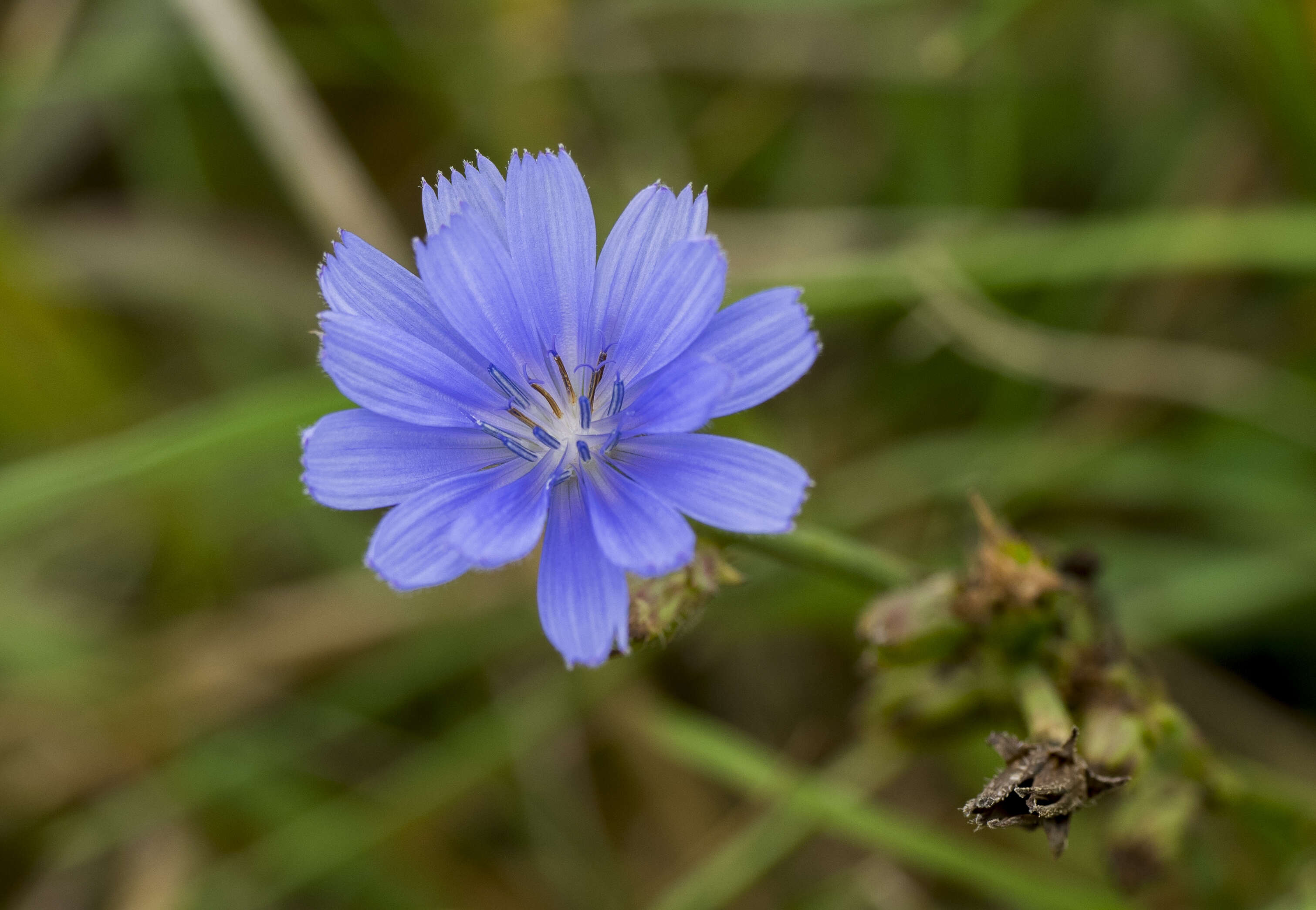 Image of chicory