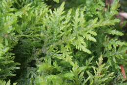 Image of tamarisk thuidium moss