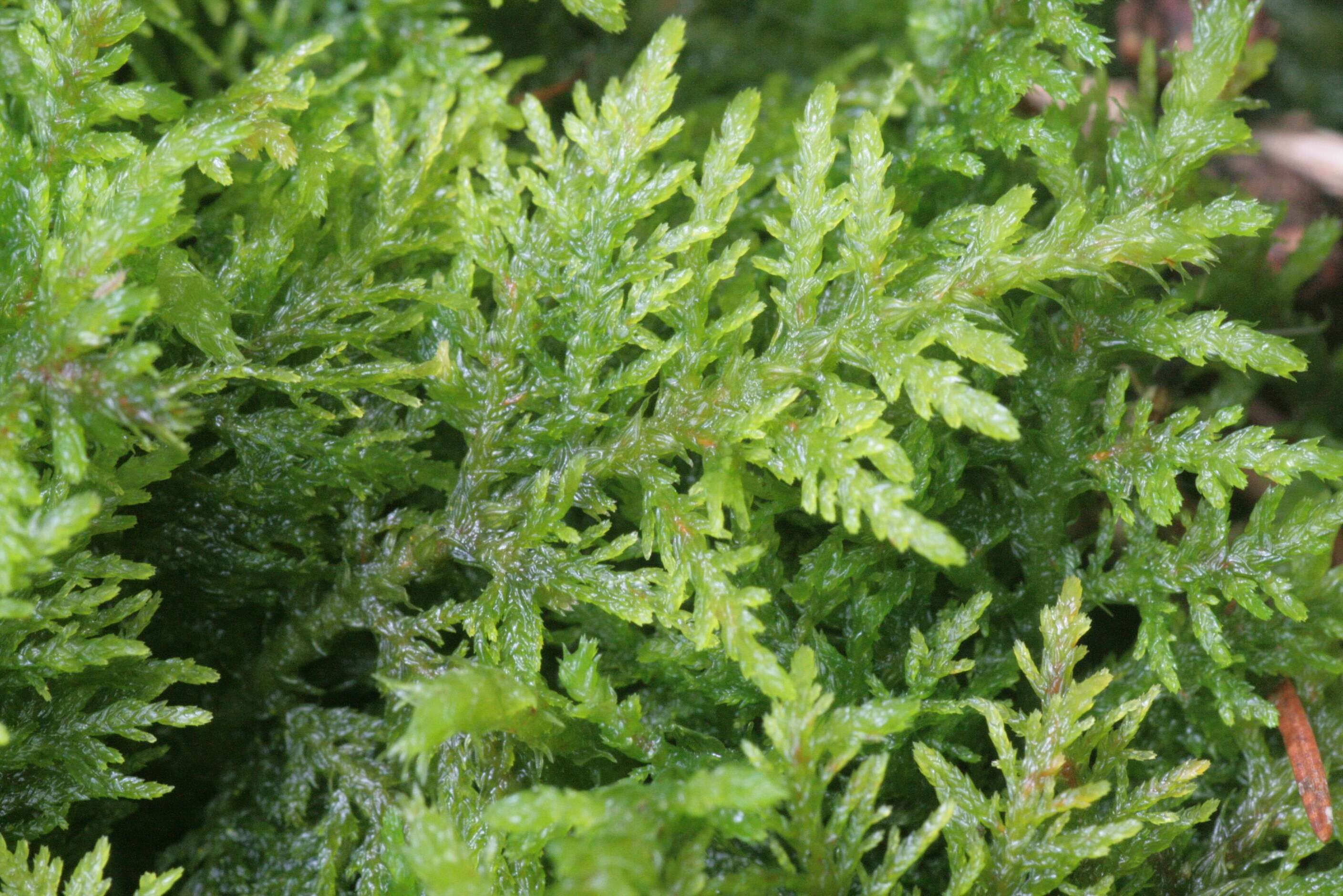 Image of tamarisk thuidium moss