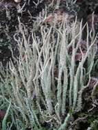 Image of cup lichen