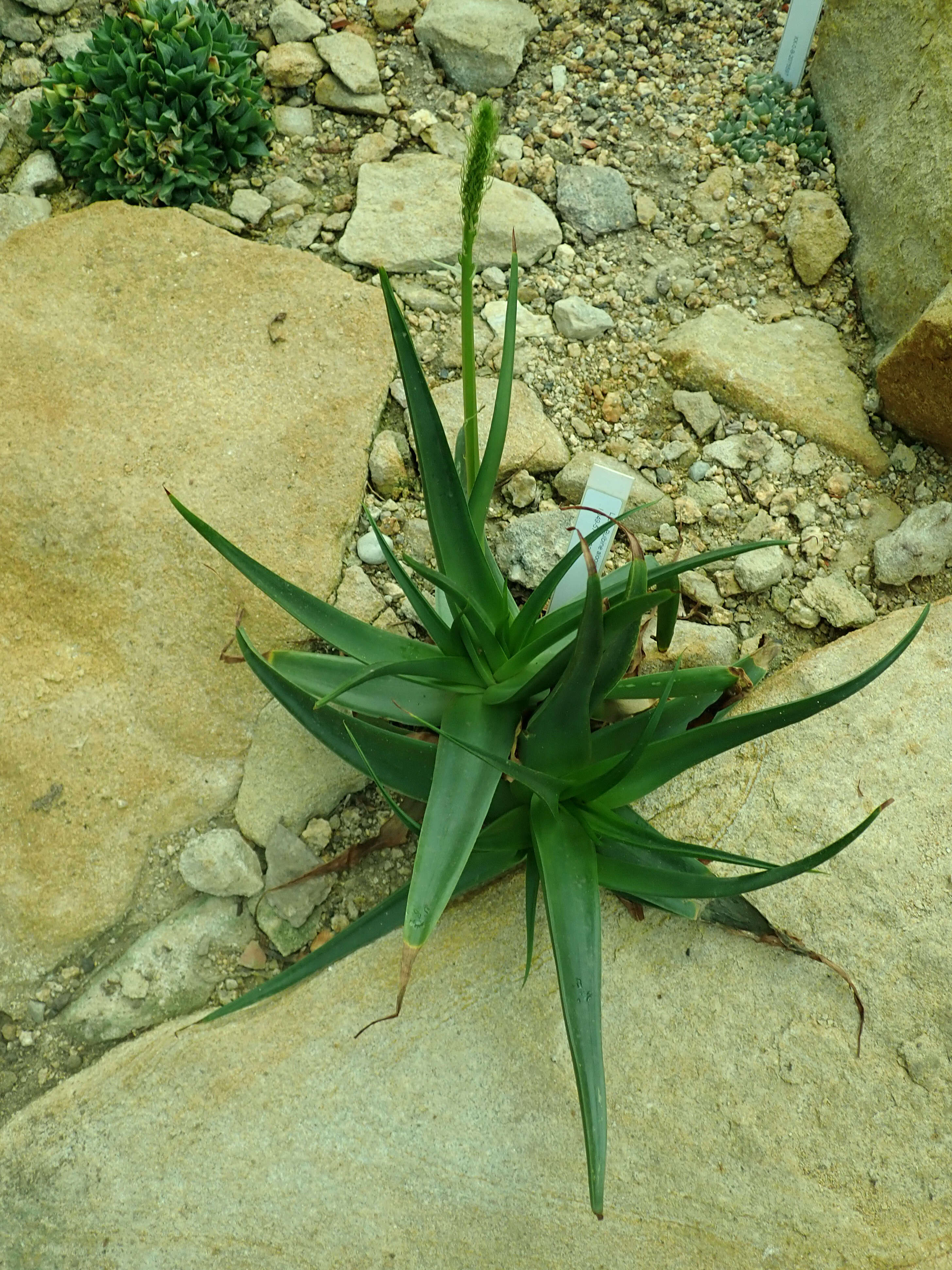 Image of Bulbine alooides (L.) Willd.