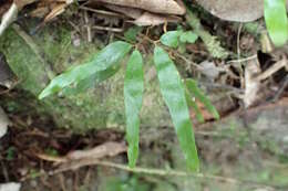 Image of Lygodium articulatum A. Rich.