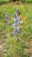 Image of narrowleaf lupine