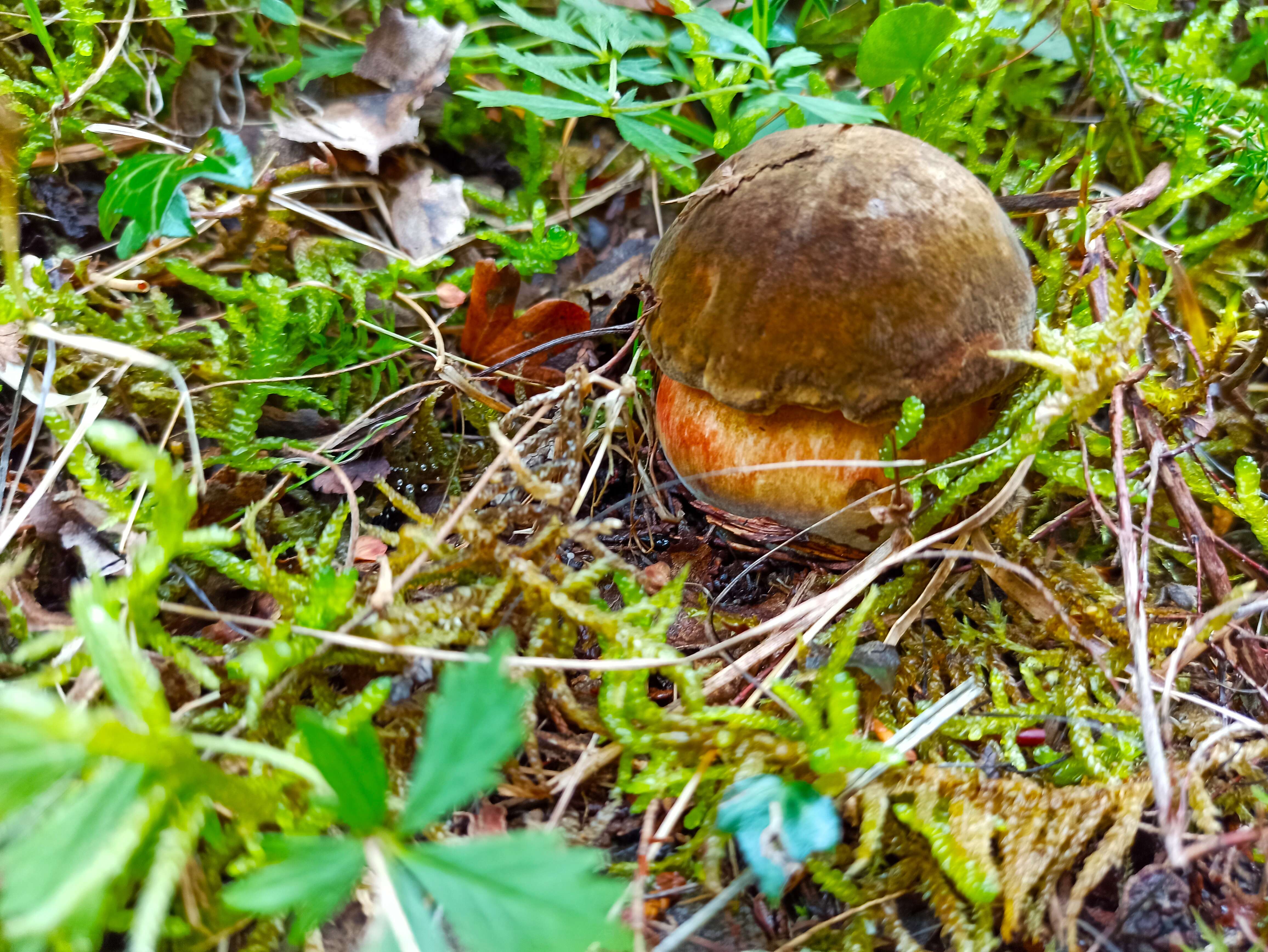 Image de Bolet à pied rouge