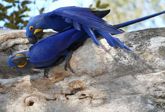 Image of Hyacinth Macaw