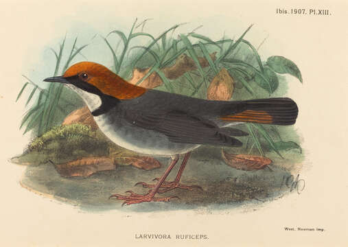 Image of Rufous-headed Robin