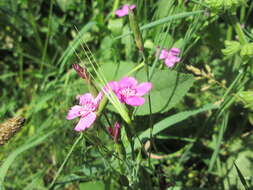 Image of maiden pink