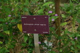 Image of Wright's Gardenia