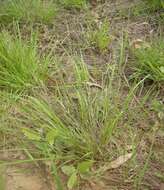 Image of Brown's lovegrass