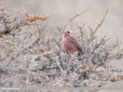 Plancia ëd Carpodacus rhodochlamys (Brandt & JF 1843)