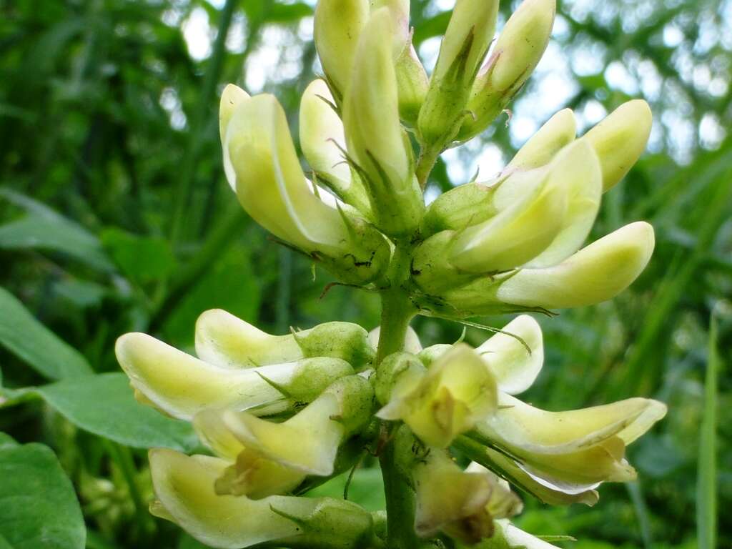 Image of licorice milkvetch