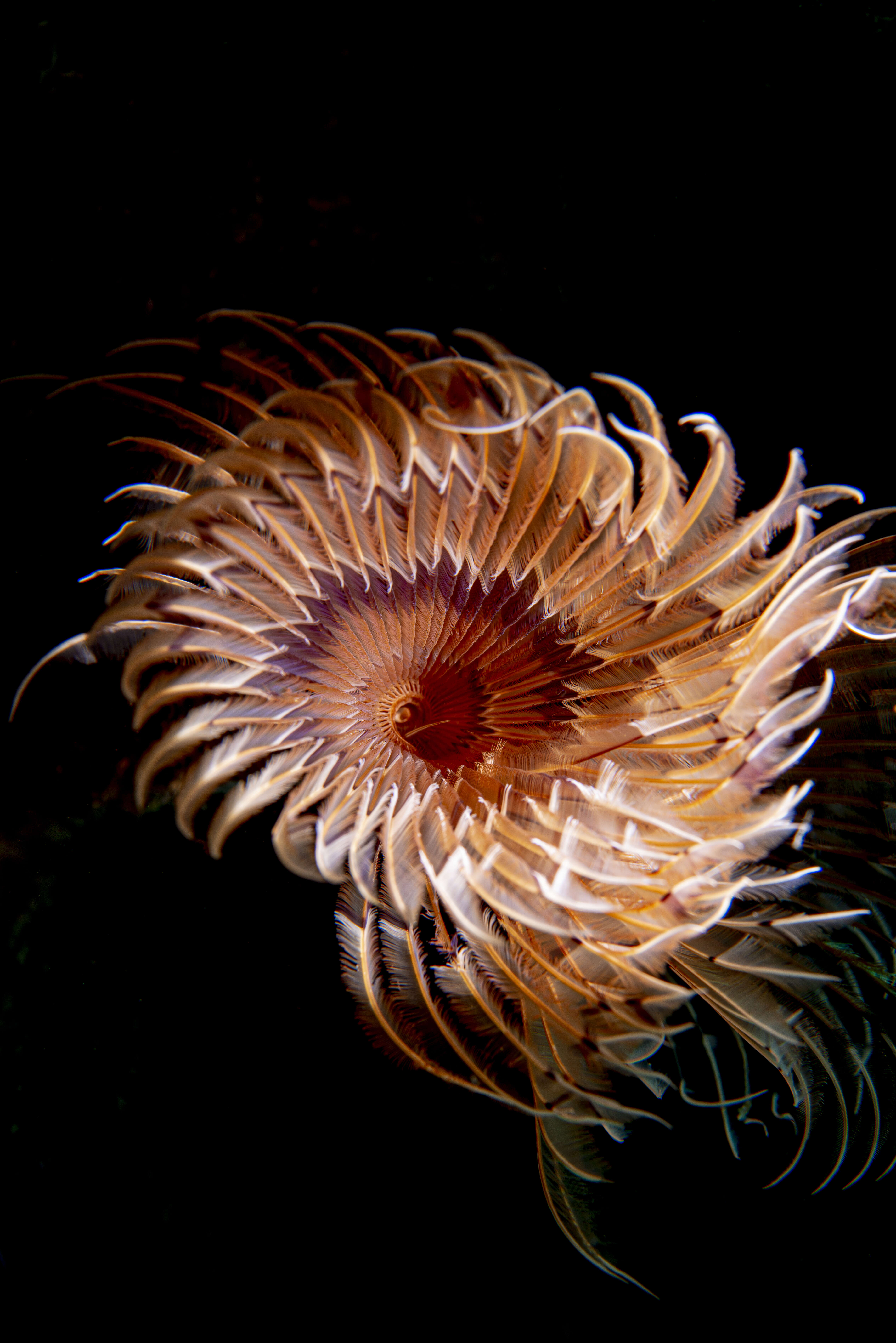 Image of double spiral worm