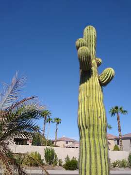 Image of saguaro