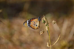 Image of Plain tiger