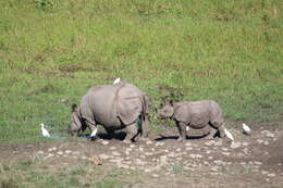 Image of Indian Rhinoceros