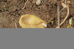 Image of Shelled slug