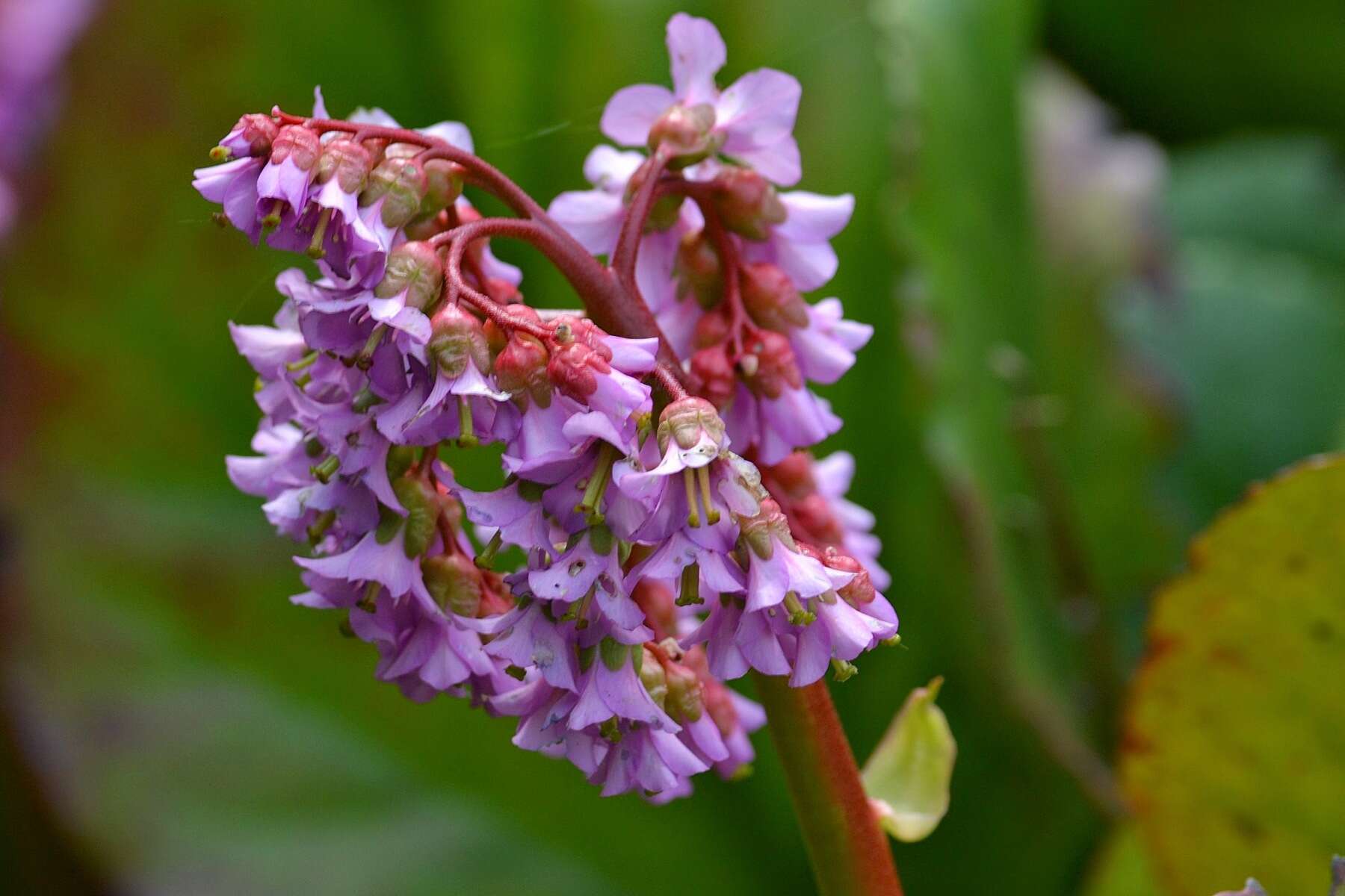 Image of Siberian-tea