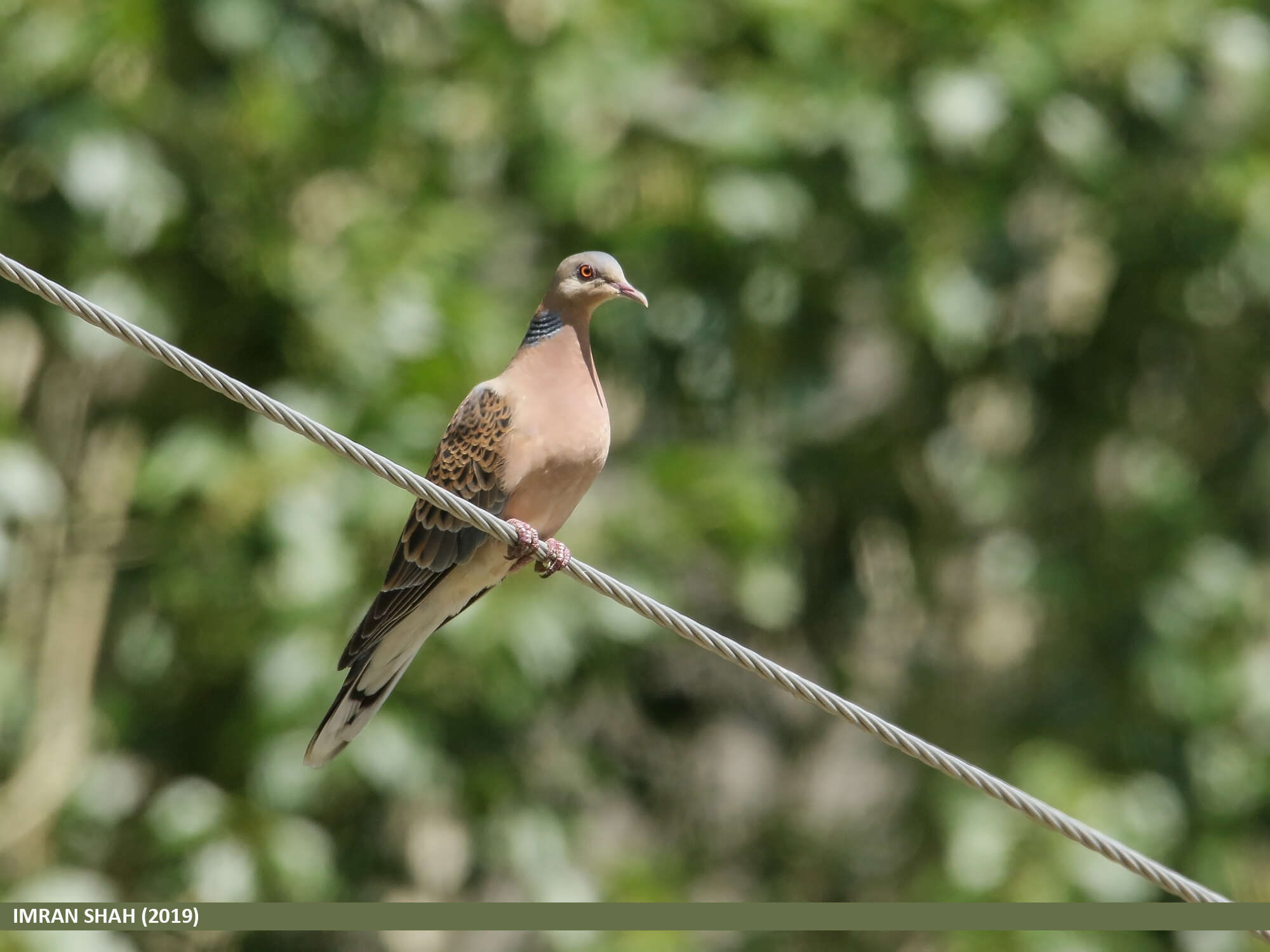 Image of Oriental Turtle Dove