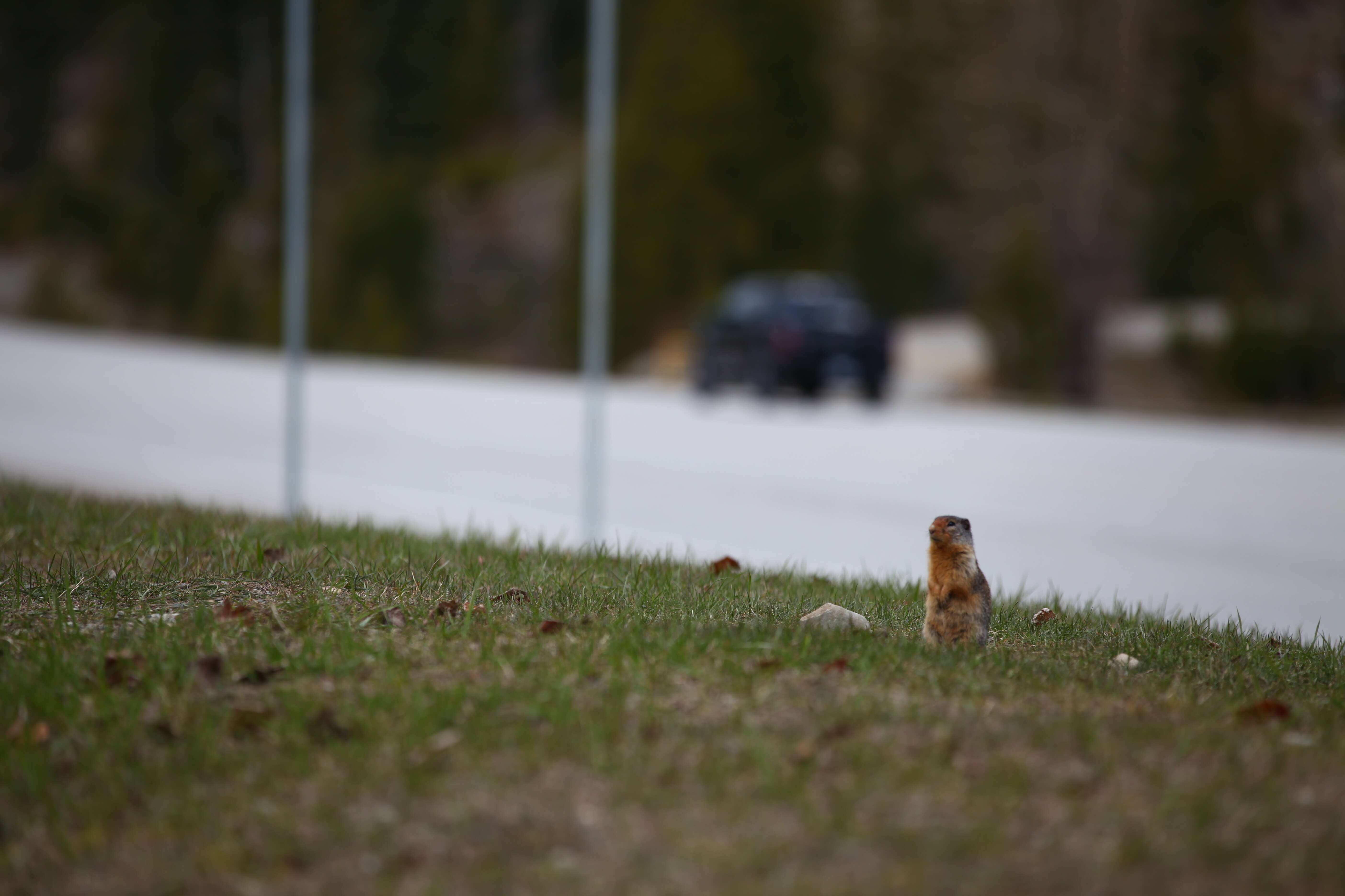 Image of Columbian ground squirrel