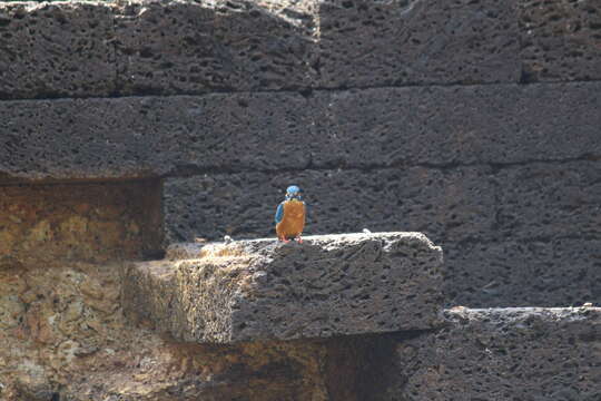 Image of Common Kingfisher