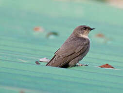 Image of Rock Martin