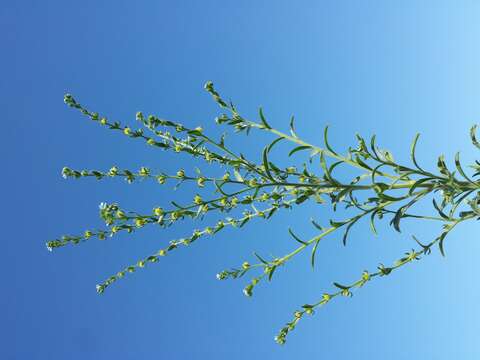 Image of European stickseed