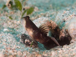 Image of Y-bar shrimp goby