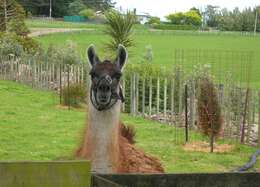 Image of llama