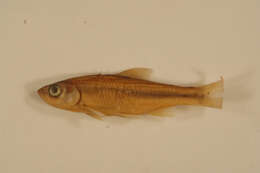 Image of Striped Shiner