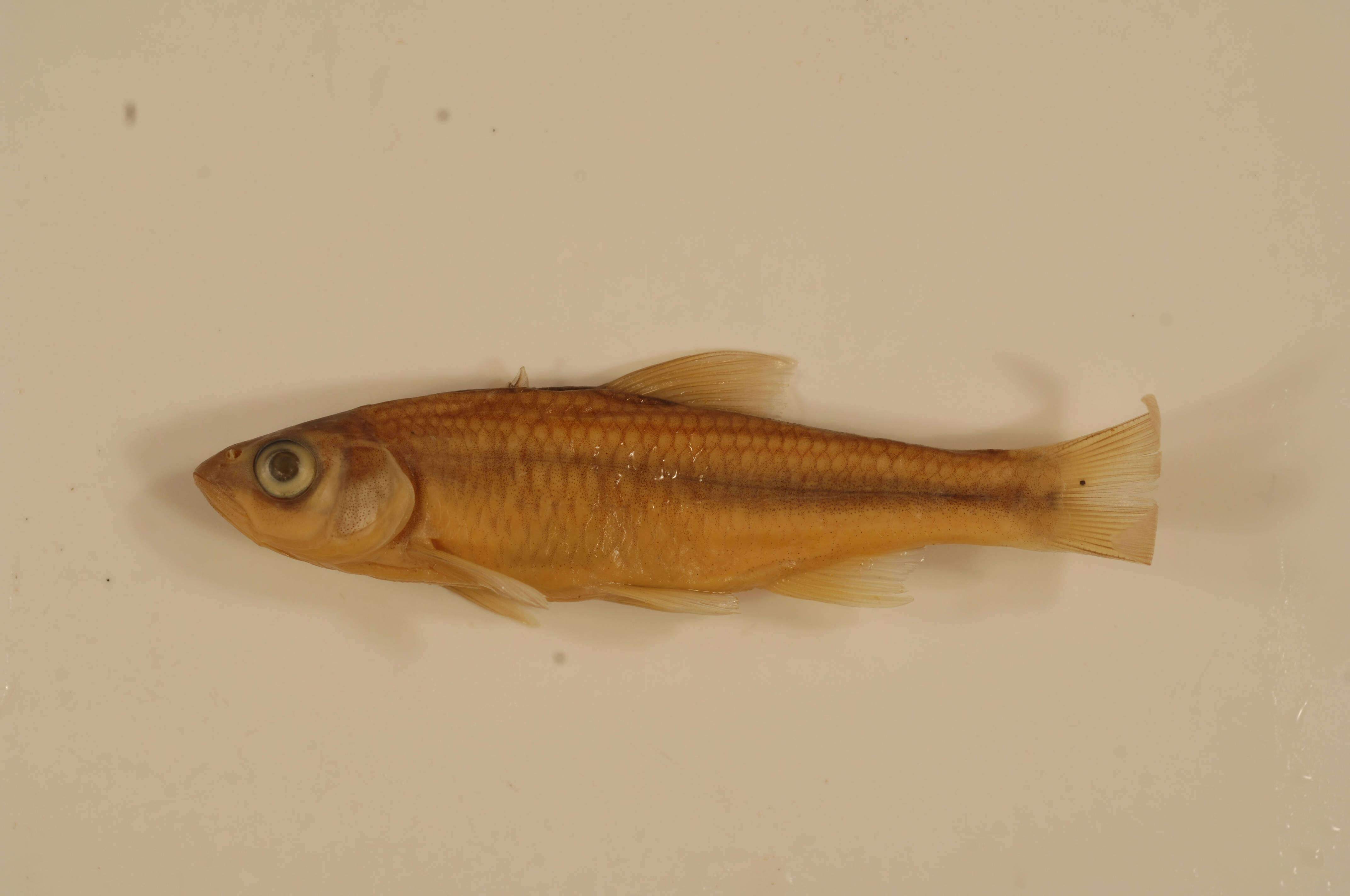 Image of Striped Shiner