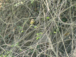 Image of Baya Weaver