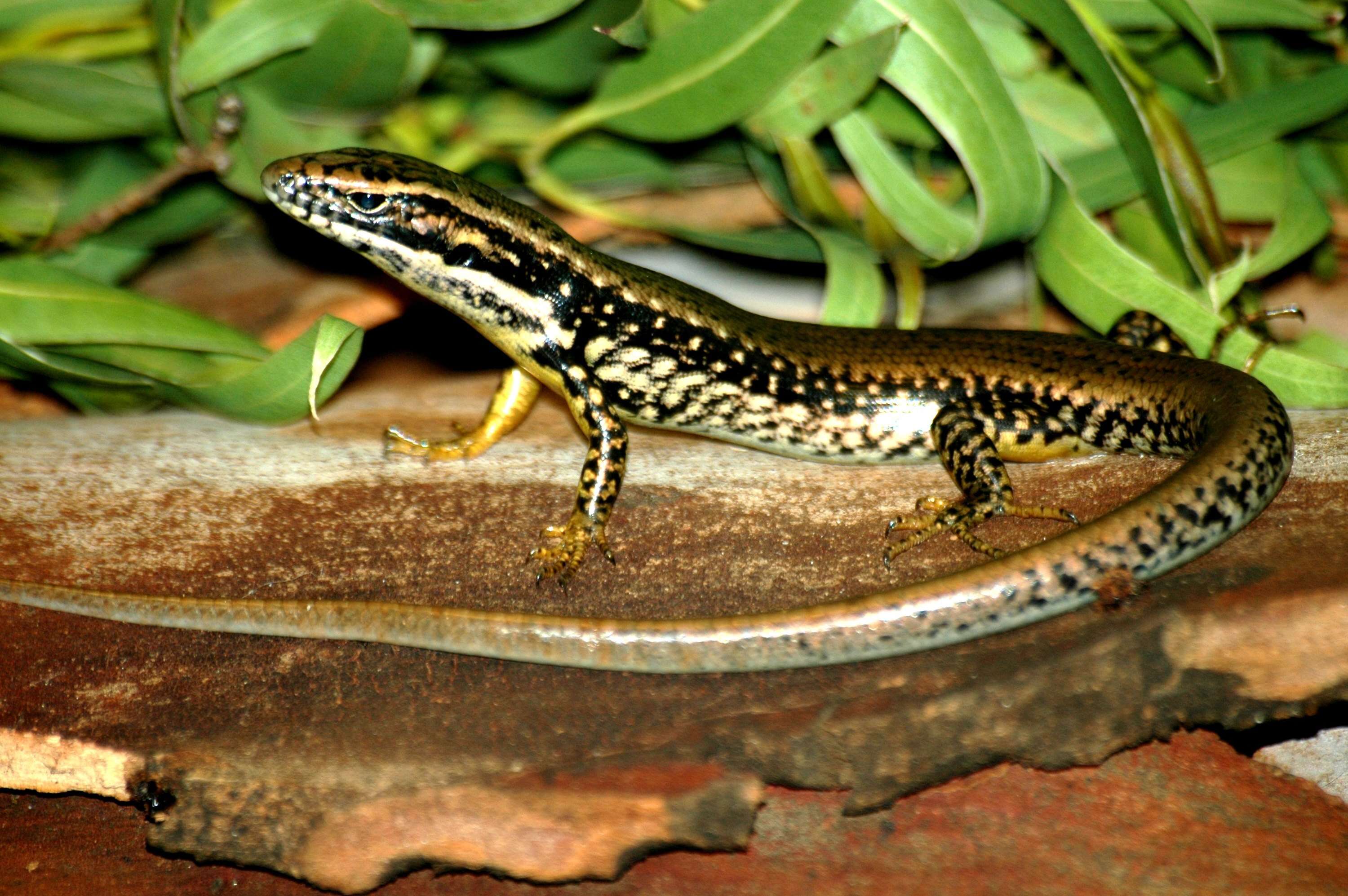 Image of Warm-temperate Water-skink