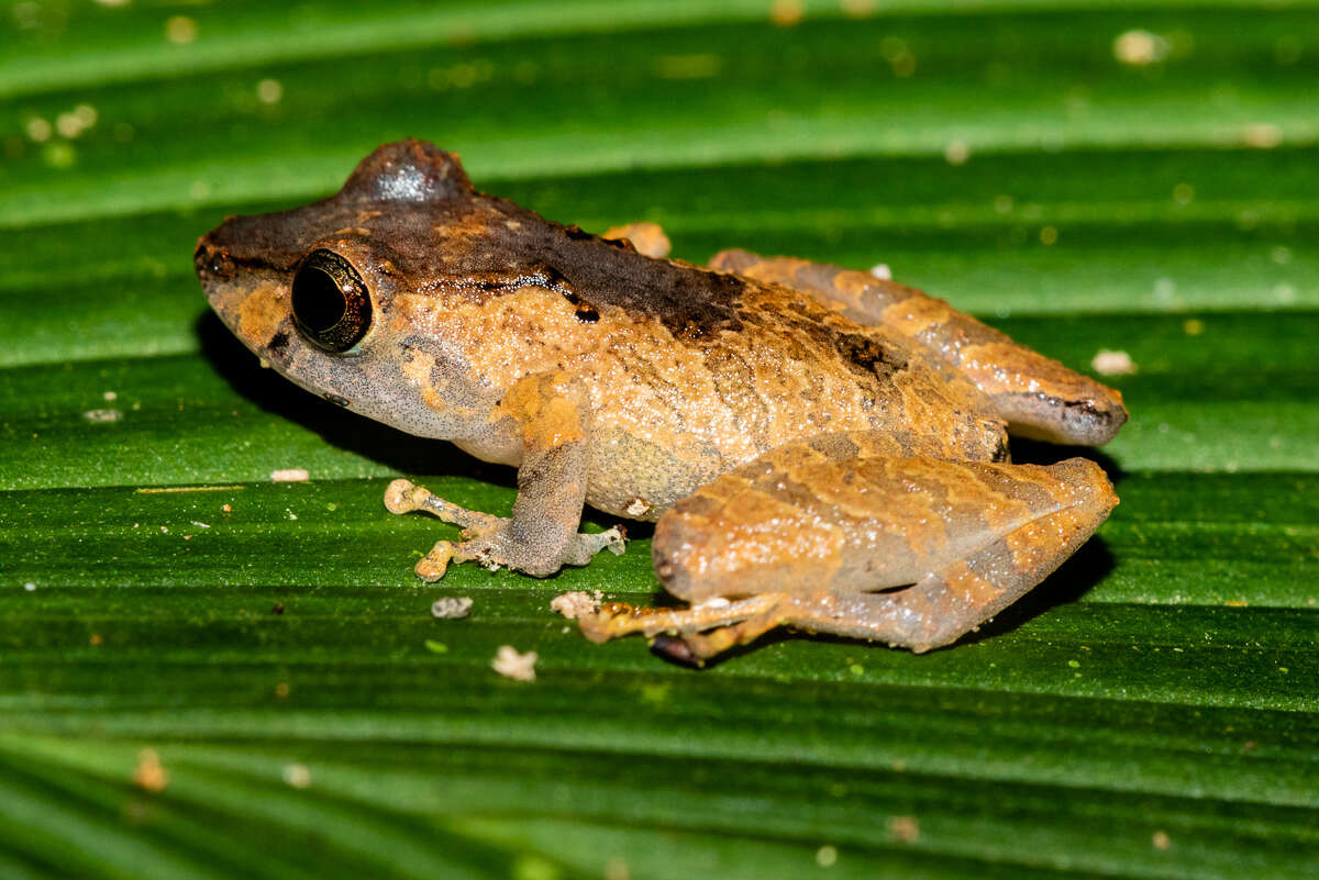 Image of Ceuthomantinae Heinicke, Duellman, Trueb, Means, MacCulloch & Hedges 2009