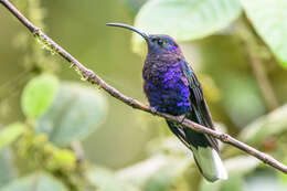 Image of Violet Sabrewing