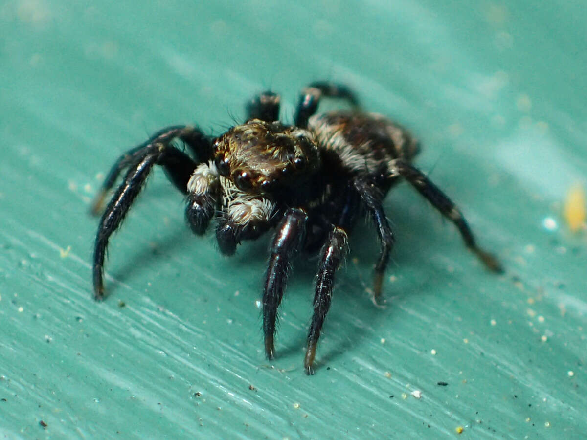 Image of Jumping spider