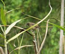 Image of Pied Bush Chat