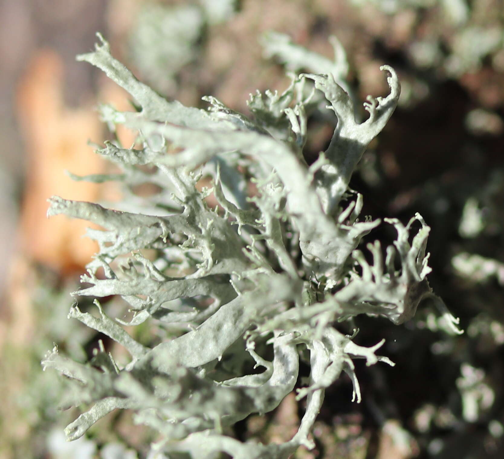 Image of farinose cartilage lichen