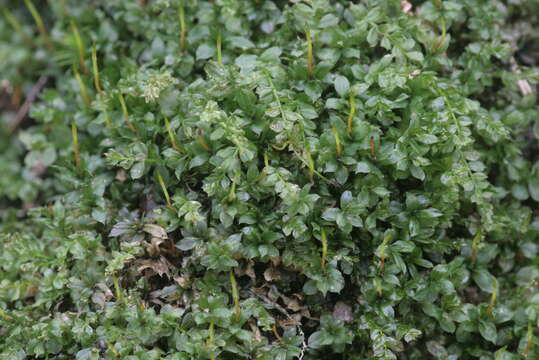 Image of toothed plagiomnium moss