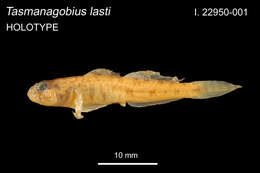 صورة Tasmanogobius