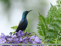 Image of Purple Sunbird