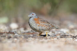 Image of Painted Buttonquail