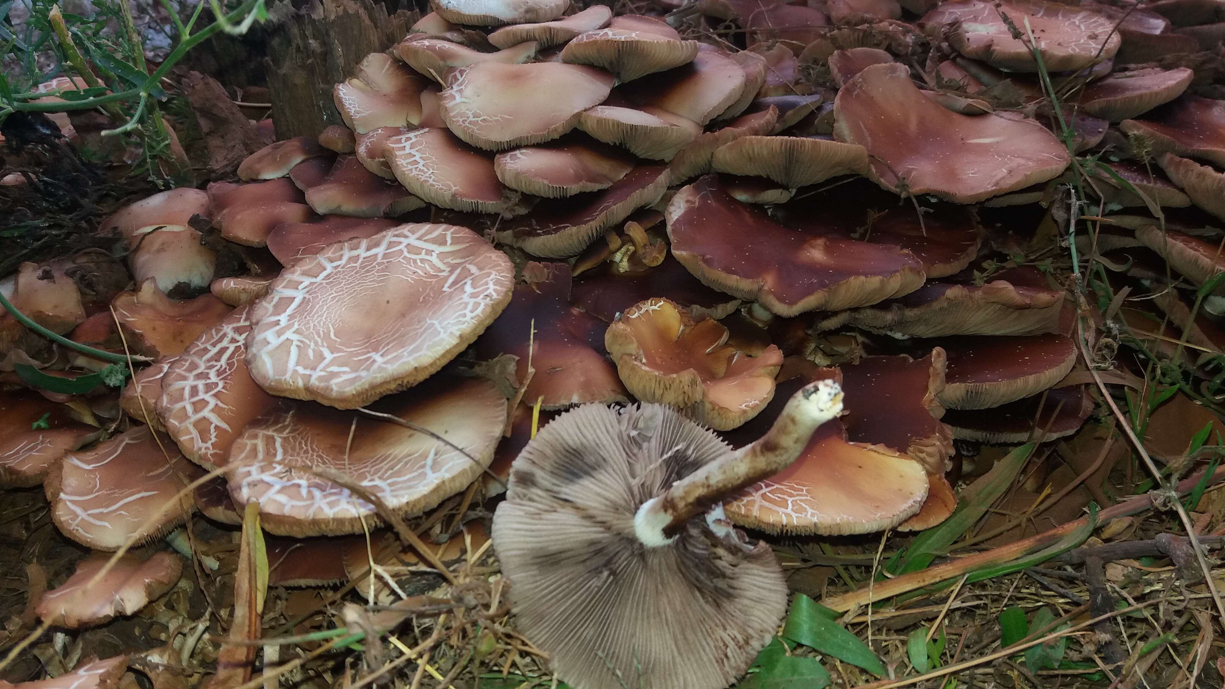 Image of Cyclocybe aegerita (V. Brig.) Vizzini 2014