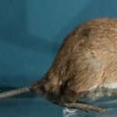 Image of Hellwald's Spiny Rat