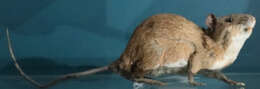 Image of Hellwald's Spiny Rat
