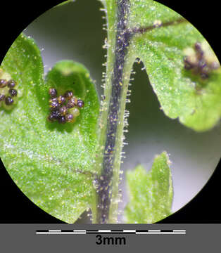 Image of scented oakfern