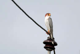 Image of Red-headed Falcon