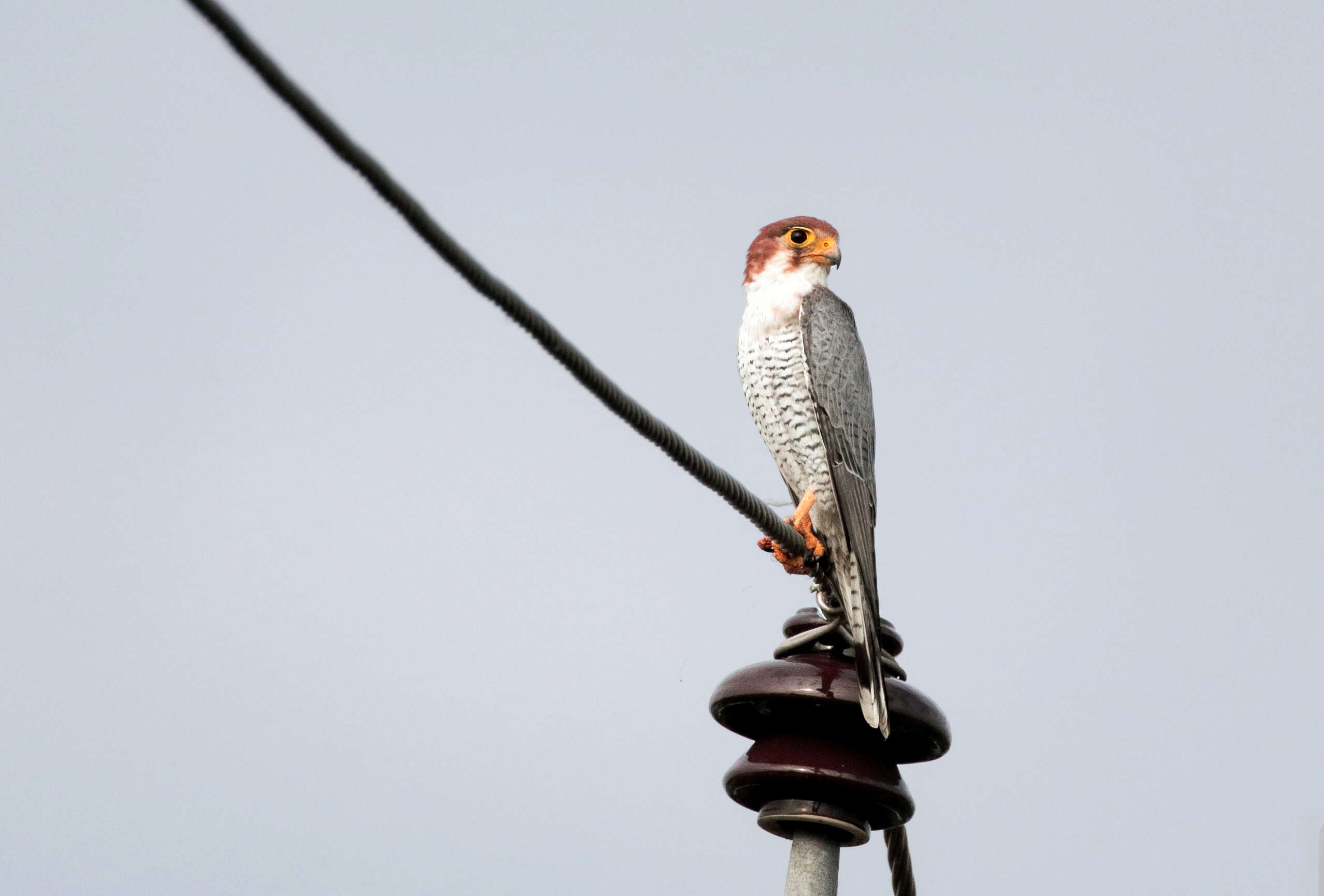 Image of Red-headed Falcon