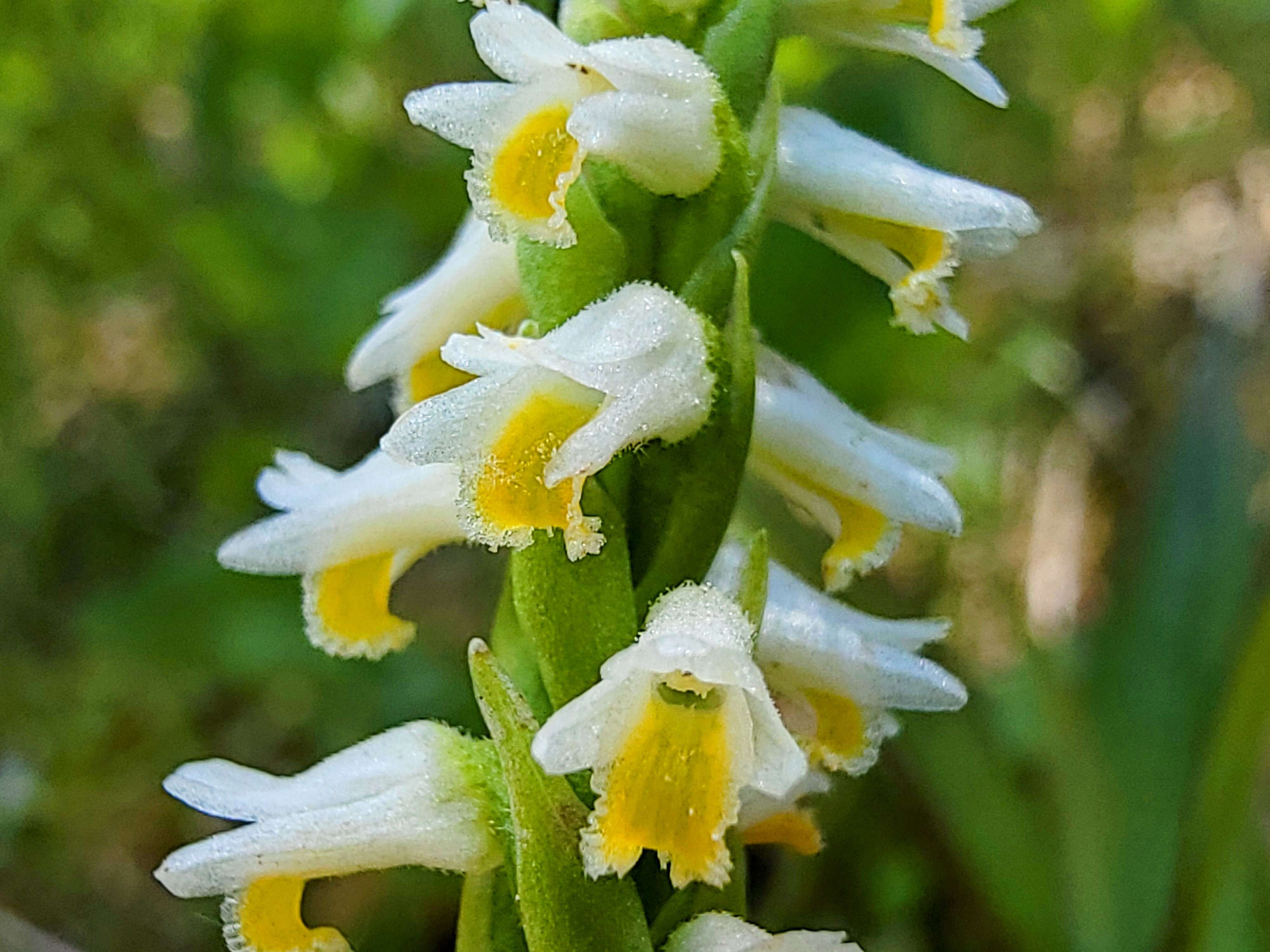 Image of Shining Ladies'-Tresses