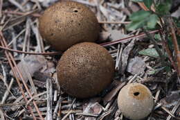 Image of Lycoperdon umbrinum Pers. 1801